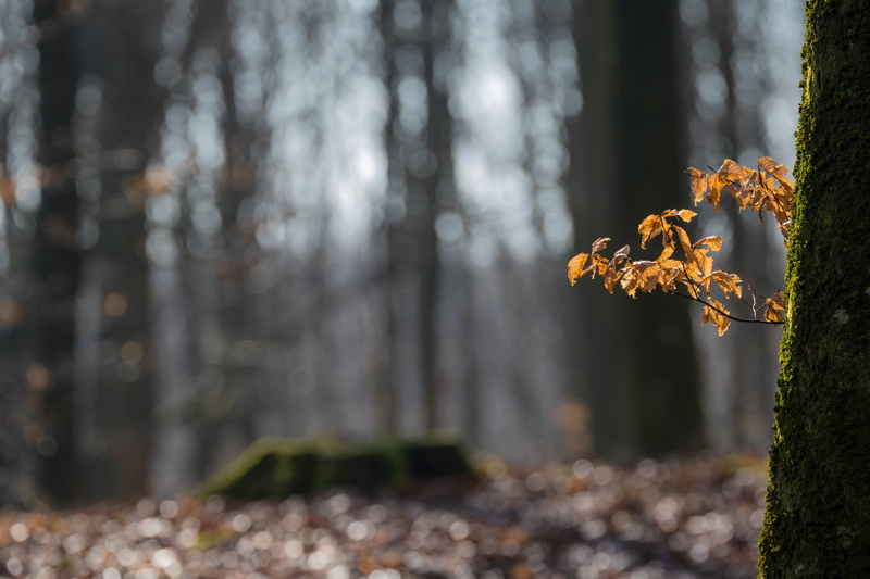 yellow, 760d, geo, model, bokeh, träd, löv, aperture, exif, shallow, outdoors, shallow focus, tree, usm, photography, forest, season, state, lens, country