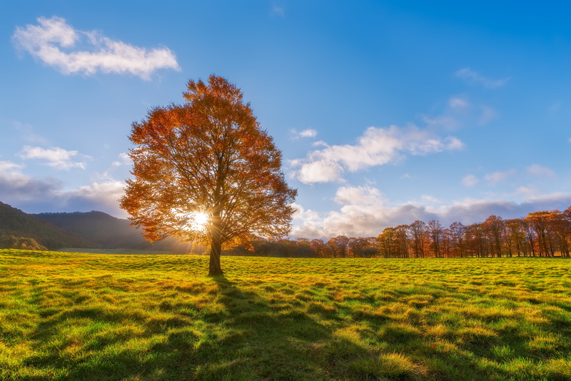 landscape, forest, autumn  clouds, colorful, tree, Aomori Prefecture, outdoors, Japan, Burning Tree, red leaves, rural Scene, sun rays, leaf, day, sunburst