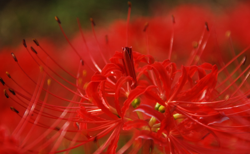flower head, vulnerability, flowering plant, nature, close-up, spider lily, red, plant, 4K, pollen, freshness, fragility, beauty in nature, Lily, flower