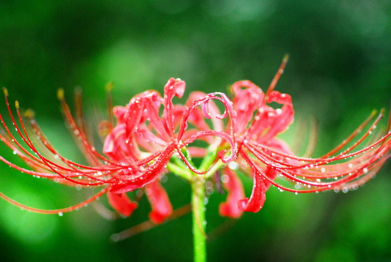freshness, wet, leaf, plant, growth, autumn flowers spider lily, Spider Lily, selective focus, licorice, red, flowering plant, vulnerability, close-up