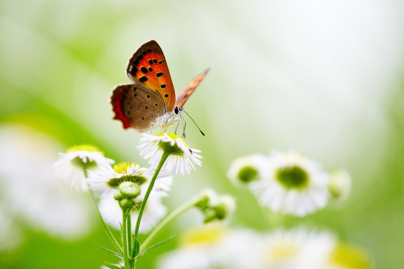 closeup, animal, Canon, 5K, closeup photography, macro, black butterfly, plant, springtime, black, butterfly - Insect, green Color, butterfly, Heroine