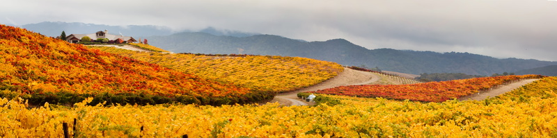 Explore, Flickr, flower, winery, agriculture, travel, nature, mountain, III, rural Scene, asia, San  Luis  Obispo, vineyards, scenics, United  States, yellow