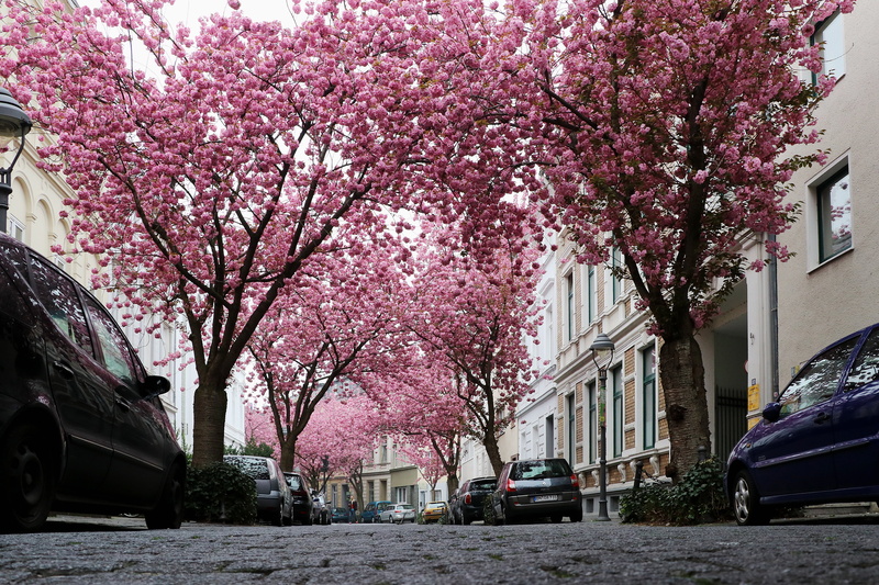 spring, old town, fragility, summer, building exterior, tree, built structure, flowering plant, heer road, road, city, growth, bonn, blossom, cherry, no people