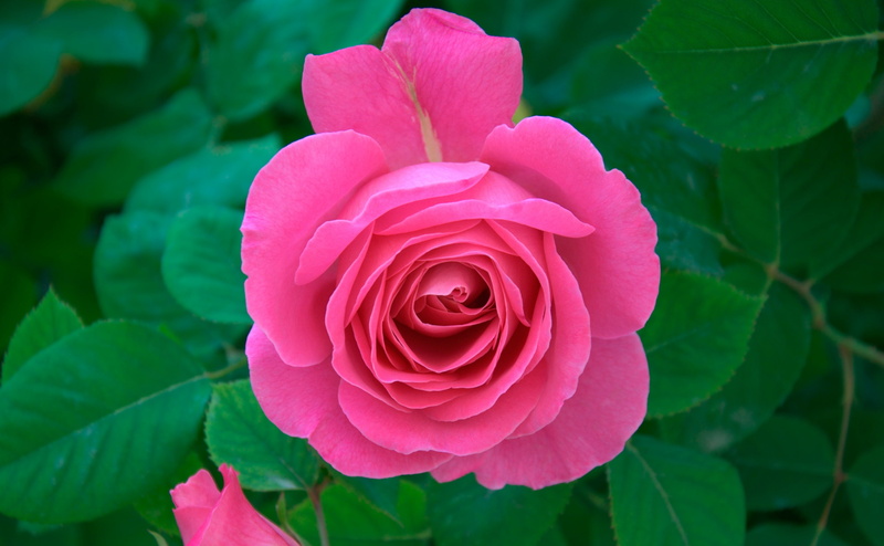 Flower, Nature, petal, flower head, outdoors, flowering plant, Flowers, Green, pink rose, Photography, rose - flower, 4K, vulnerability, pink, plant part