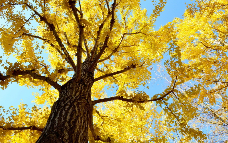 1080P, Autumn, Sky, Tree, trees, Trunk, Yellow, leaf, Leaves