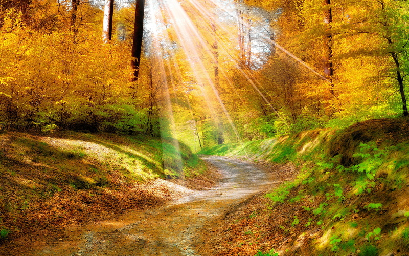 Sunlight, Leaves, Forest, green, Walkway, leaf, Trees, 2K, Autumn, Golden, Yellow