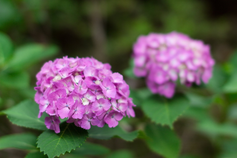 chiba, DG, close-up photography, photography, 日本, Matsudo, matsudo, flower, Hydrangeaceae, petaled, close, Chiba, Japan, lightroom, flowers, nature, close-up
