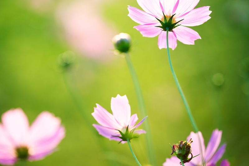 purple flower, 5K, Saitama  JAPAN, springtime, 日本, shallow, macro, plant, photography, summer, purple, flower, Dreamy, Cosmos, nature, outdoors, shi, shallow focus