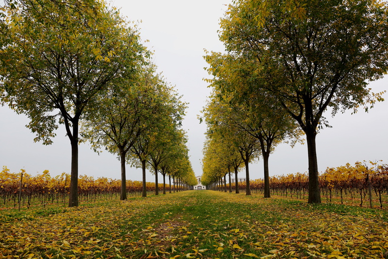 leaved, tree, trees, leaf, Pordenone, Foca, Friuli Venezia Giulia, green, nature, Canon 5D Mark III, yellow, photo, di, Italia, autumn, daytime, San, 5K