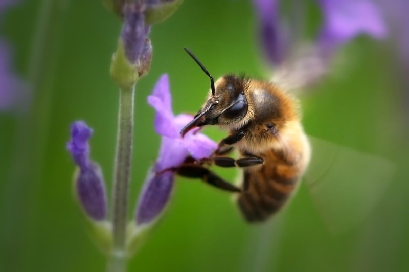 macro, closeup, daytime, photography, flower, insect, Flying, pollen, purple flower, nature, purple, yellow, BEJ, Honey Bee, close-up, pollination, springtime