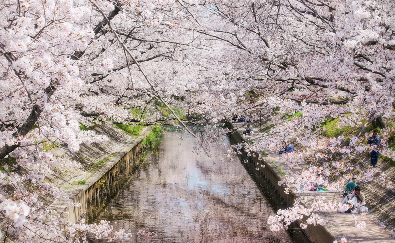 Seasons, Spring, freshness, sakura, tree, Nature, Trees, outdoors, Outdoor, iga, water, fragility, day, growth, canal, cherry blossoms, Photography, real people