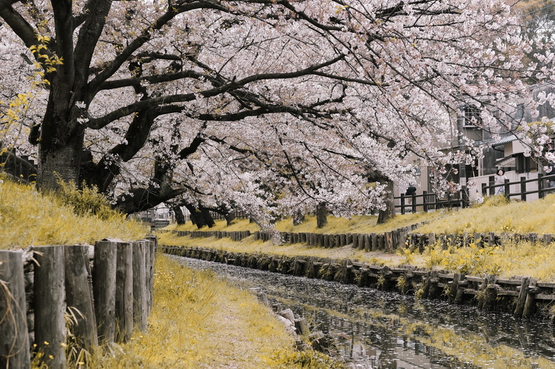 near, beauty in nature, freshness, architecture, cherry, fragility, river, built structure, cherry tree, springtime, branch, canal, flora, 5K, japan, plant