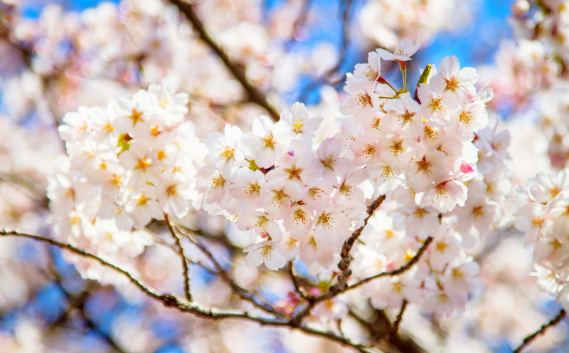 outdoors, flower head, bunch of flowers, Pretty, flowering plant, white, Flowers, tree, tokyoprefecture, nature, taitoku, branch, sakura, Japan, almond