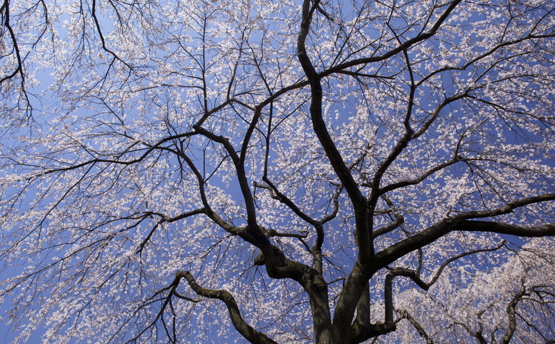 Nature, scenics - nature, low angle view, outdoors, sky, clear sky, day, natural pattern, tree canopy, canon, takayama, Blossom, plant, Tree, no people