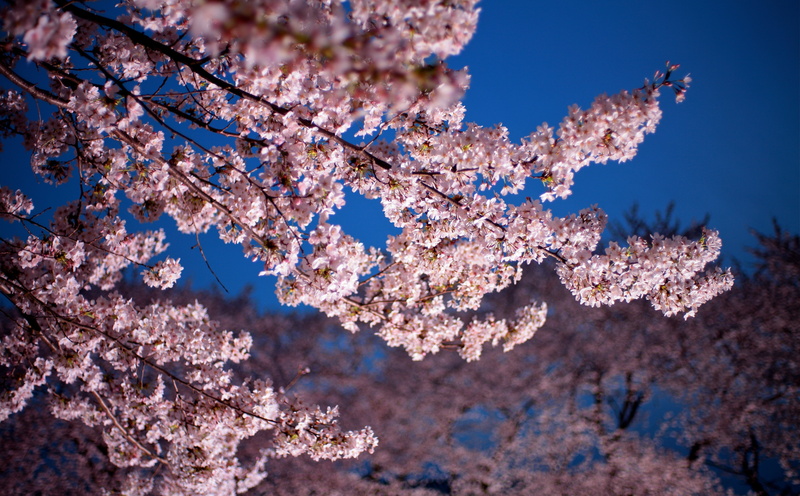 flower, Outdoors, canon, day, kmount, bokeh, rayqual, nature, Japan, pkeos, plant, beauty in nature, cherry tree, springtime, freshness, vulnerability