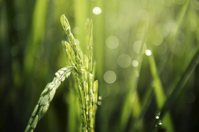garden, environment, nature, grass, rain, dew, farm, close-up, land, bright, raindrop, wheat, straw, tranquility, macro photography, outdoor, photo, wheat field