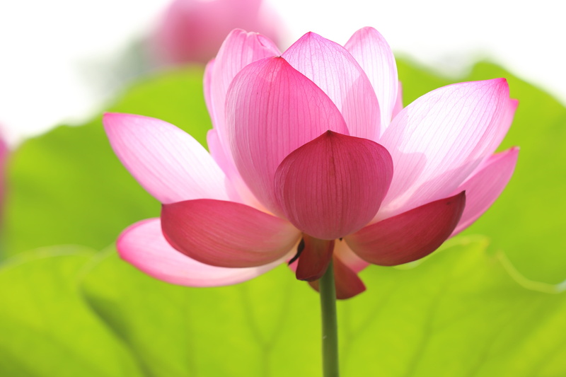lotus Water Lily, flower Head, lotus, petal, lily, pink, water Lily, vulnerability, focus, photography, inflorescence, daytime, single Flower, fragility