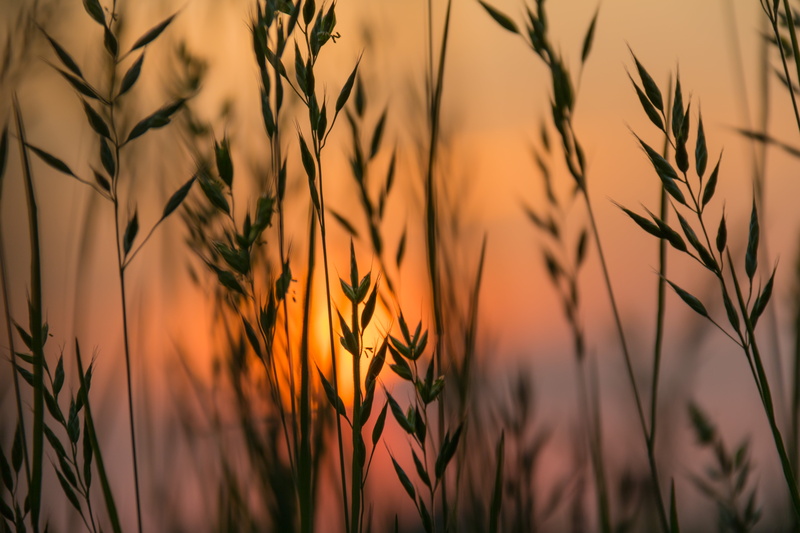 growth, morning, Morning mood, summer, shift, geo:location, canon, farm, sunrise, backgrounds, barley, grass, crop, tilt shift photography, iso_speed, ƒ / 5