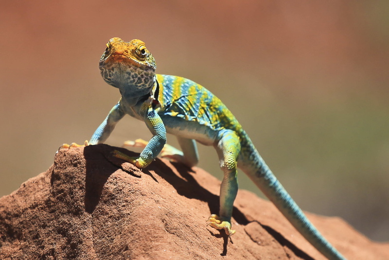 720P, stone, nature, colorado, Dominguez, NLCS, national, reptile, Escalante, animal, wildlife, lands, NCA, conservation area, brown, Lizard, blue, green