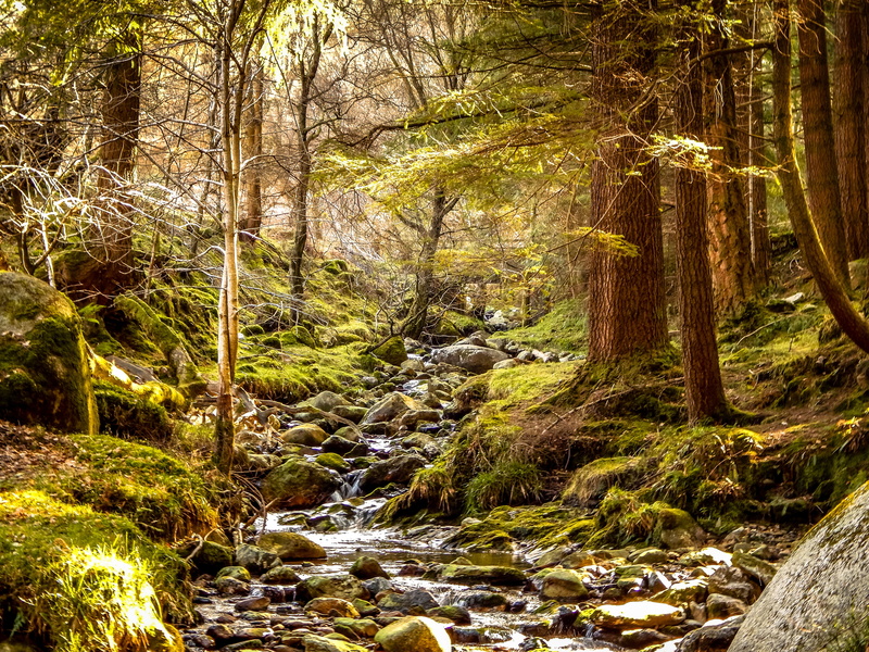 ireland, scenics - nature, summer, tree, tranquility, no people, growth, photo, day, nature, land, 4K, wicklow, green color, trees, plant, woodland, mountains