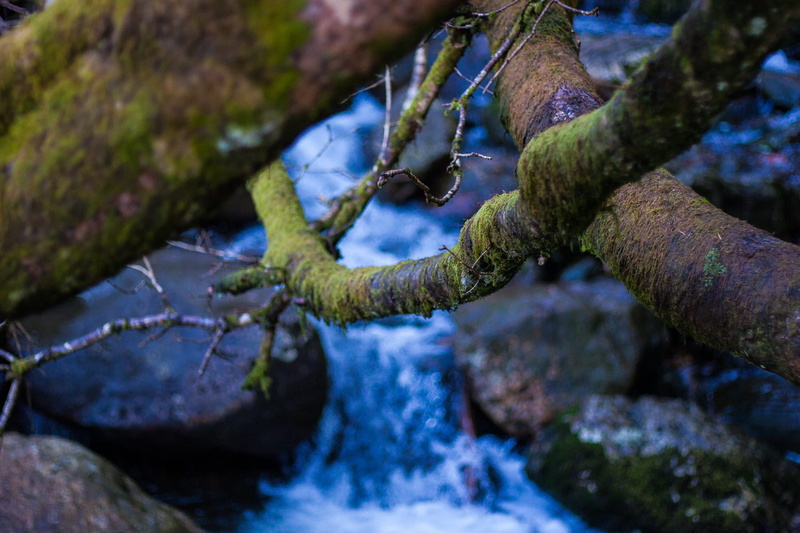 ireland, 2K, forest, rock - object, rock, solid, woods, flowing, branch, frost, lakes, tranquility, snow, lichen, tree trunk, water, growth, moss, winter