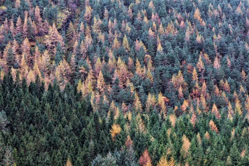 tranquility, land, high angle view, ireland, fall foliage, woodland, mountain, non-urban scene, glendalough, coniferous tree, pine tree, evergreen tree