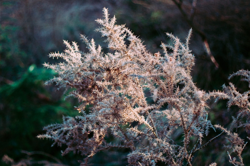 day, tree, tranquility, trees, walk, glendalough, lake, growth, forest, vulnerability, frost, fragility, outdoors, dublin, flower, selective focus, winter
