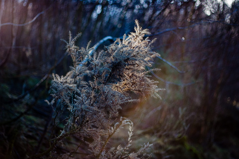 vulnerability, 2K, forest, outdoors, walk, dead plant, land, glendalough, dried, frost, winter, selective focus, sunshine, plant, fragility, close-up