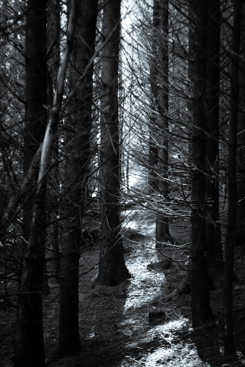 land, branches, tranquility, outdoors, trees, trunk, 2K, wood, rays, winter, tree, ireland, beauty in nature, non-urban scene, architecture, woods, frost