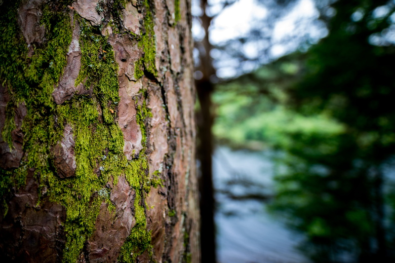 growth, ireland, nature, 5K, forest, selective focus, tree trunk, textured, no people, textured effect, tranquility, plant, land, beauty in nature, rough
