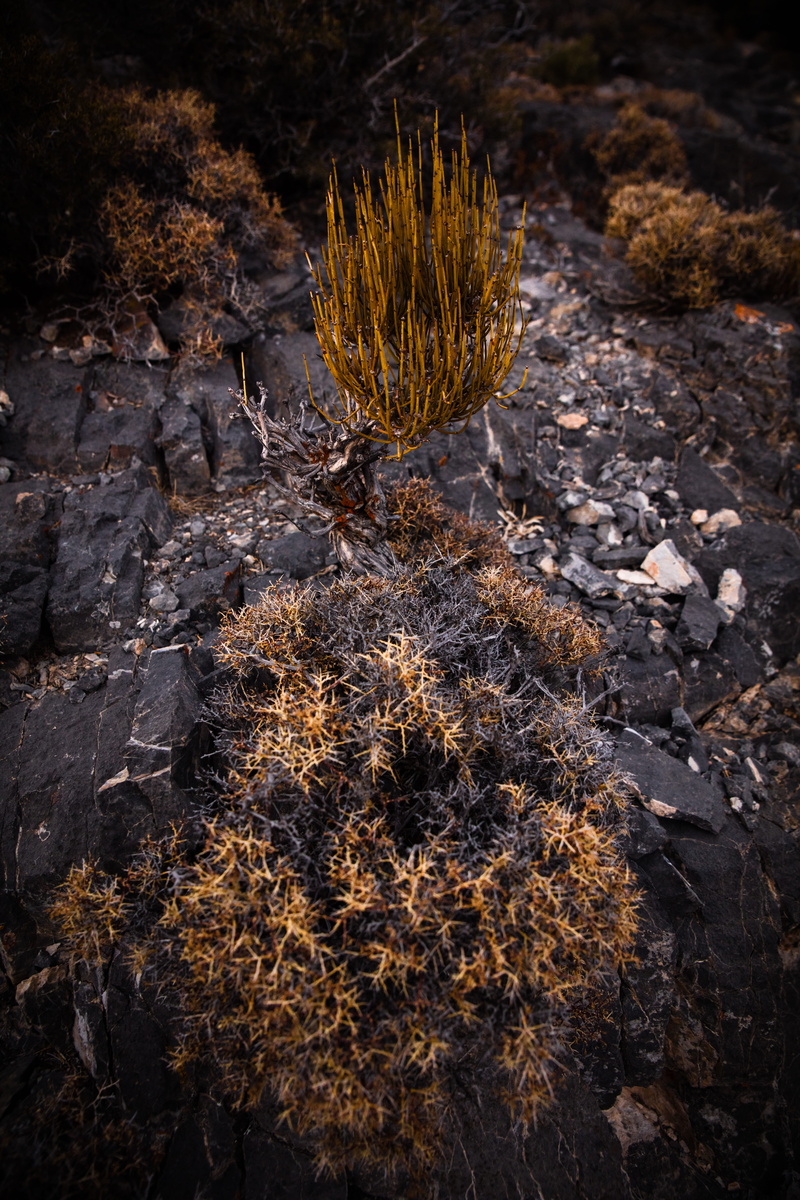 patrick hendry, plant, ephedra nevadensis, arid climate, print, solid, dry, united states, deserts, swasey mountain, no people, sunlight, canvas, shrub