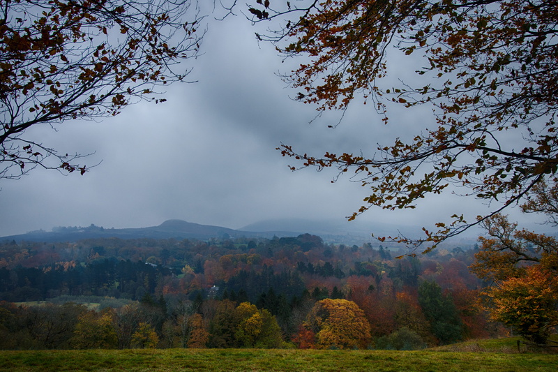 growth, enniskerry, 5K, fog, tree, scenics - nature, plant, outdoors, ireland, no people, autumn, trees, change, tranquility, nature, land, scenic view