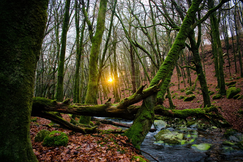 beauty in nature, sunset, woodland, leaves, plant, growth, day, sun, tranquility, water, ireland, woods, moss, tree trunk, scenics - nature, stream, lens flare