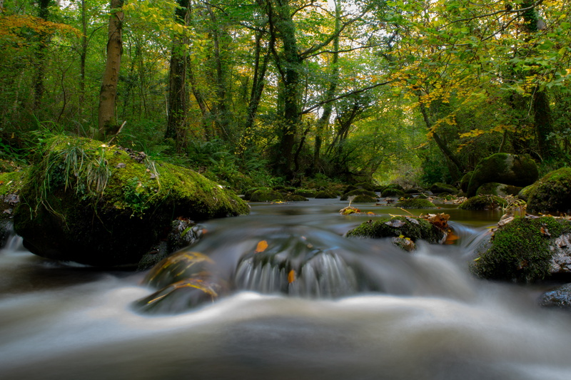Mossy, leaf, Woodland, 5K, Ireland, surrounded, Autumn, landscape, Wicklow, water, rock, Stream, Moss, Green  Gold, tree, outdoors, beauty In Nature, Enniskerry