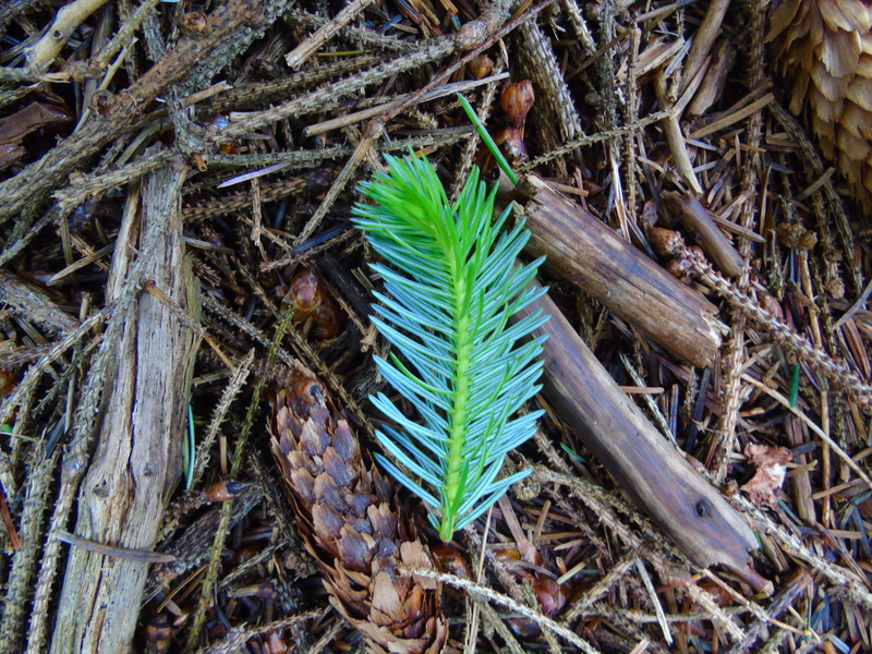 leaf, growth, beauty in nature, ireland, green color, directly above, close-up, tree, wicklow mountains, grass, branch, field, 5K, plant part, land, plant