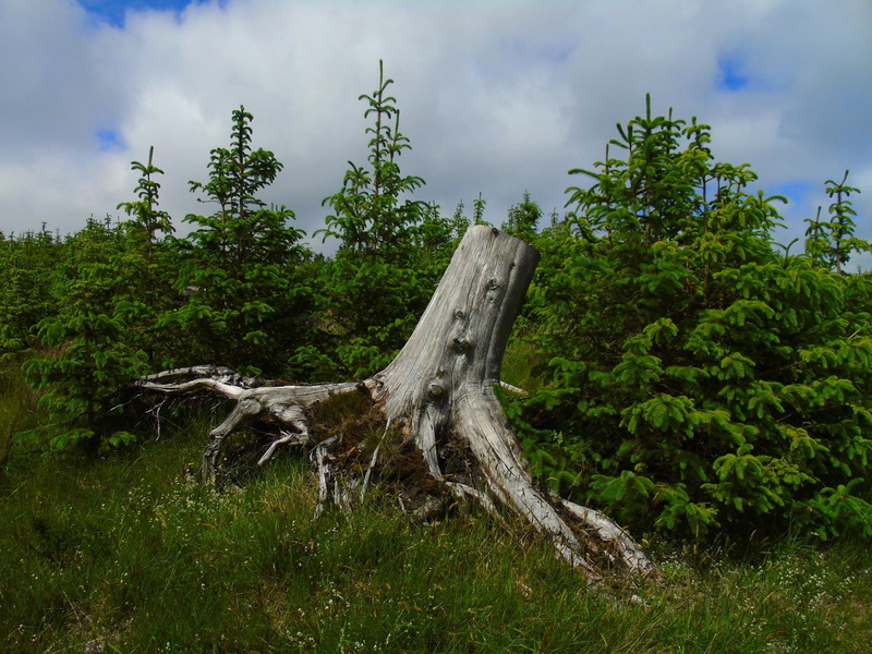 green color, driftwood, tranquil scene, fallen tree, day, wood - material, wicklow, plant, field, tranquility, land, no people, bark, ireland, dead plant