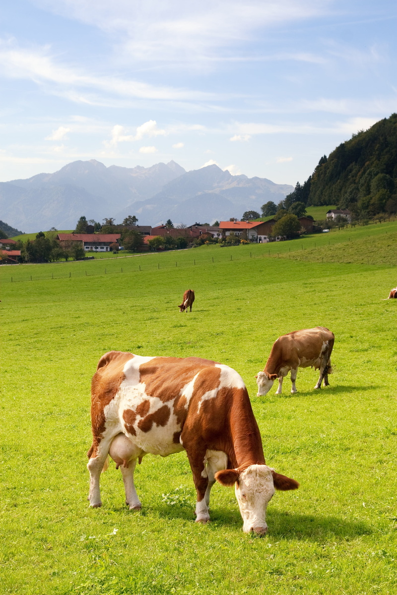 cows, group of animals, plant, grasses, environment, 2K, green color, meadow, landscape, sky, agriculture, summer, field, mammal, animal themes, brown