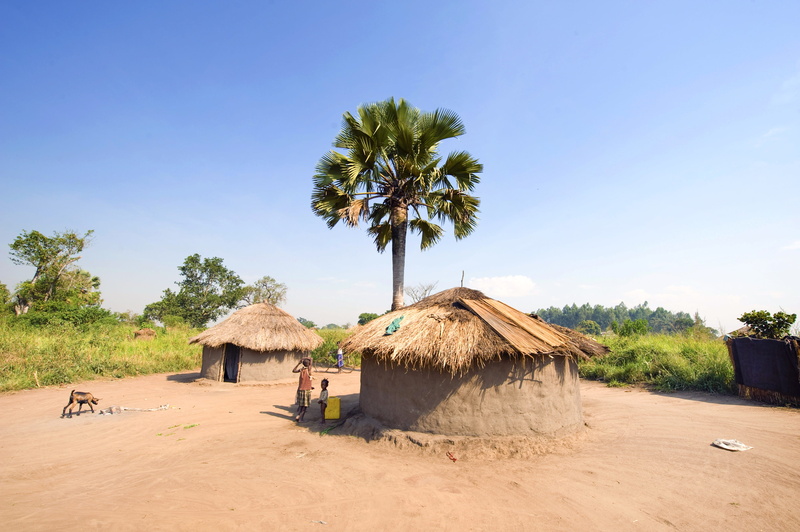 coconut, near, coconut palm tree, tropical climate, nature, environment, Village, Northern Uganda, traditional, 4K, sky, landscape, palm tree, mud, house
