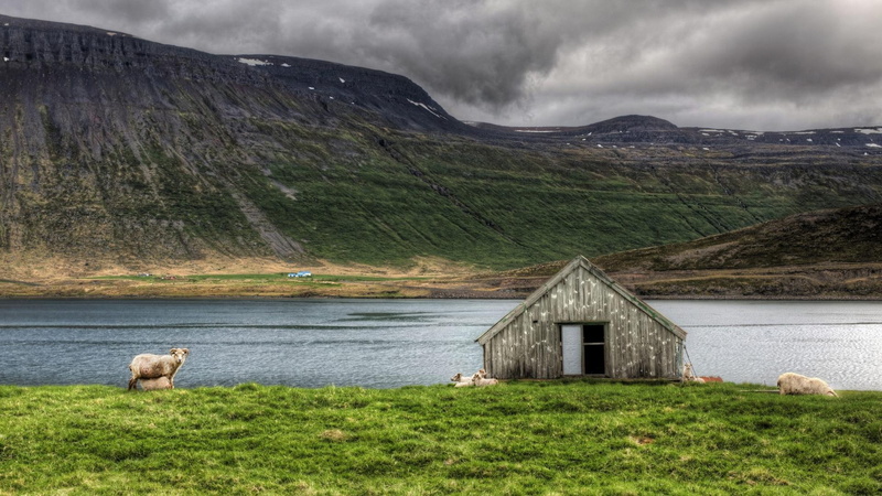 grass, lake, lonely, house, 1080P, mountain, sheep, nature and landscapes