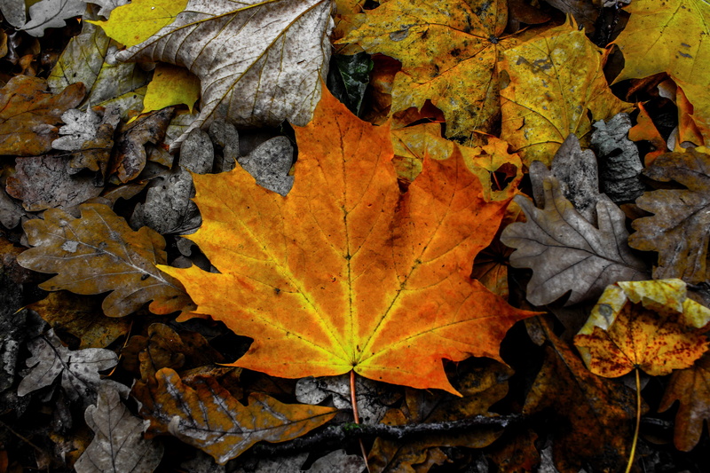 natural condition, background, nature, gloomy, leaf vein, change, pattern, leaves, beauty in nature, plant, yellow, fall season, mixed, orange color, maple leaf