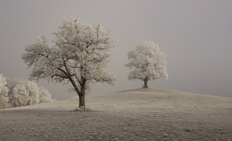 tranquil scene, non-urban scene, daytime, land, beauty in nature, scenics - nature, cold, growth, season, hoarfrost, sky, field, trist, snow, fog, cold temperature