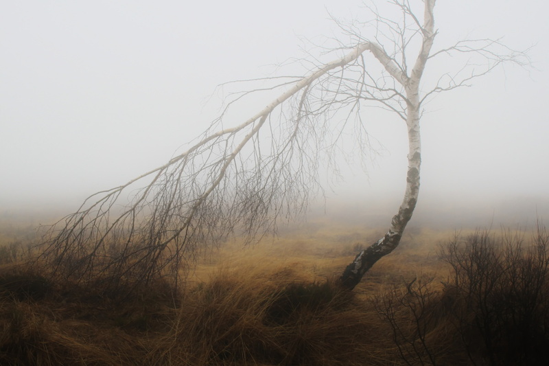 branch, bare, slurry, trist, mist, trunk, hazy, branches, tree trunk, land, non-urban scene, no people, scenics - nature, silent, 4K, loneliness, meadow