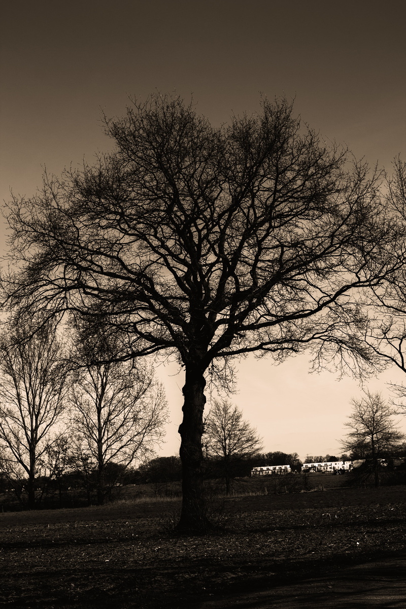 no people, nature, sky, tranquil scene, non-urban scene, landscape, branches, branch, tranquility, trist, sepia, outdoors, scenics - nature, sunset, growth