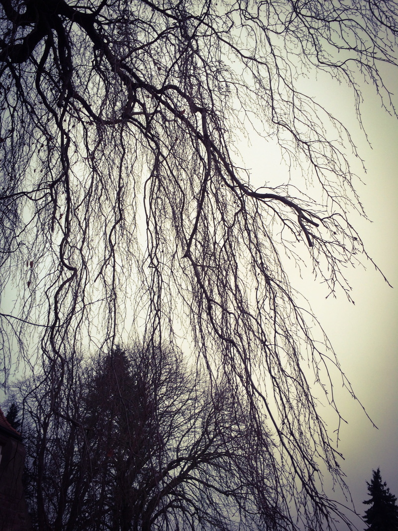 autumn, aesthetic, branch, non-urban scene, tranquil scene, blätterlos, sky, mourning, trist, low angle view, outdoors, nature, plant, scenics - nature