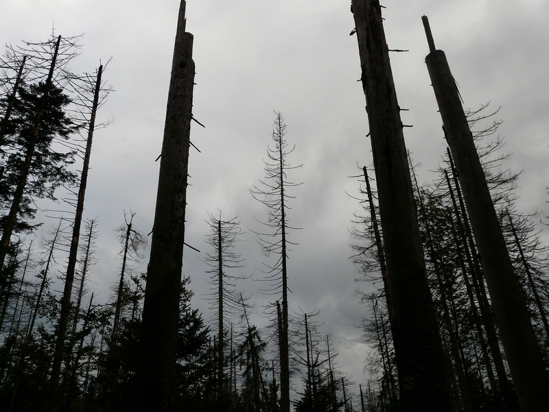 growth, nature, low angle view, dead wood, woodland, lonely, dark, low, forest, power in nature, sad, tree, 2K, scenics - nature, dead trees, forward