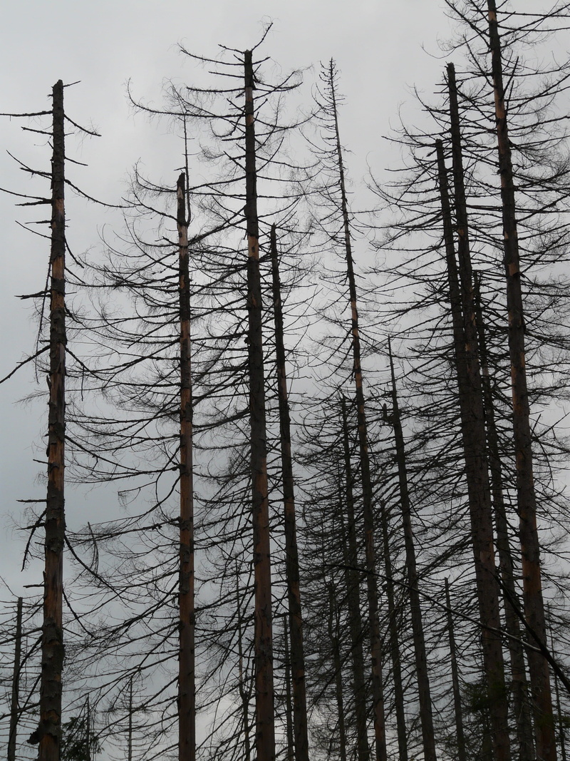 trunk, sky, day, tall - high, evergreen tree, bare tree, dead, silhouette, forest, beauty in nature, 2K, storm, clouds, Death, woodland, no People, bad weather