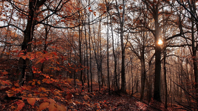 non-urban scene, tree trunk, trunk, branch, tranquil scene, trees, scenics - nature, forest, bare tree, mist, hills, no people, outdoors, leafed, nature