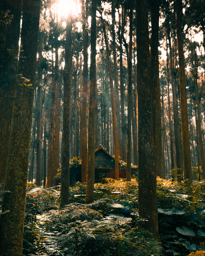 house, scenics - nature, tranquil scene, day, nature, beauty in nature, environment, godrays, sunlight, 4K, outdoors, woodland, cabin, trees, plant, taiwan