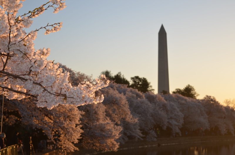 no people, monument, tree, blosson, trees, day, nature, change, flower, tower, city, blossom, landscape, dc, built structure, growth, building exterior