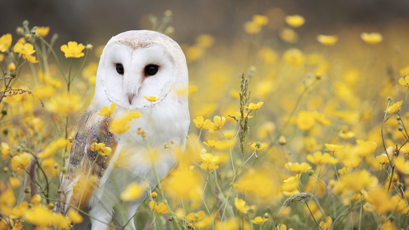 bird, animal, 4K, barn owl, owl, animals, predator